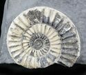 White Arnioceras Ammonite Cluster - England #23275-3